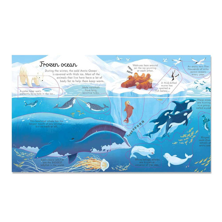 Look Inside Seas and Oceans: A Usborne Flap Book About Coral Reefs and Ocean Life for Children